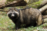 Raccoon Dog (Nyctereutes procyonoides)