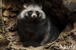 Raccoon Dog (Nyctereutes procyonoides)