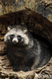 Raccoon Dog (Nyctereutes procyonoides)