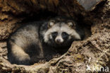 Raccoon Dog (Nyctereutes procyonoides)