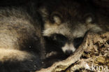 Raccoon Dog (Nyctereutes procyonoides)