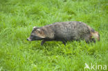 Raccoon Dog (Nyctereutes procyonoides)