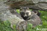 Raccoon Dog (Nyctereutes procyonoides)