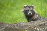 Raccoon Dog (Nyctereutes procyonoides)