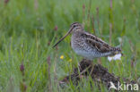 Watersnip (Gallinago gallinago) 