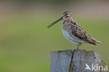 Watersnip (Gallinago gallinago) 