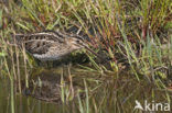 Watersnip (Gallinago gallinago) 