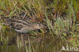 Watersnip (Gallinago gallinago) 