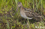 Watersnip (Gallinago gallinago) 