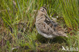 Watersnip (Gallinago gallinago) 