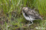 Watersnip (Gallinago gallinago) 