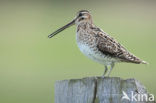 Watersnip (Gallinago gallinago) 