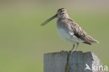 Watersnip (Gallinago gallinago) 