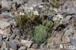 White Mountain saxifrage (Saxifraga paniculata)