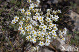 White Mountain saxifrage (Saxifraga paniculata)