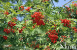 Wilde lijsterbes (Sorbus aucuparia)