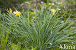 Wild Daffodil (Narcissus pseudonarcissus)