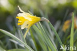 Wild Daffodil (Narcissus pseudonarcissus)