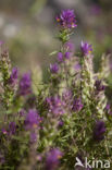 Wilde weit (Melampyrum arvense) 