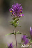 Field Cow-wheat (Melampyrum arvense)