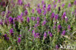 Field Cow-wheat (Melampyrum arvense)