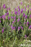 Field Cow-wheat (Melampyrum arvense)