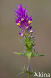 Field Cow-wheat (Melampyrum arvense)