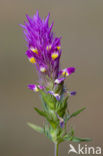 Field Cow-wheat (Melampyrum arvense)