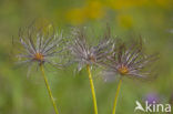 Pasqueflower (Pulsatilla vulgaris)