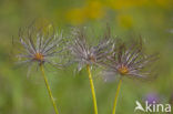 Wildemanskruid (Pulsatilla vulgaris) 