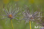 Pasqueflower (Pulsatilla vulgaris)