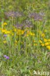 Pasqueflower (Pulsatilla vulgaris)