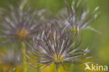 Pasqueflower (Pulsatilla vulgaris)