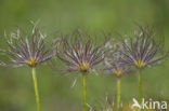 Wildemanskruid (Pulsatilla vulgaris) 