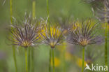 Wildemanskruid (Pulsatilla vulgaris) 