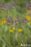 Wildemanskruid (Pulsatilla vulgaris) 