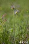 Pasqueflower (Pulsatilla vulgaris)