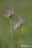 Pasqueflower (Pulsatilla vulgaris)