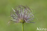 Pasqueflower (Pulsatilla vulgaris)