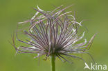 Pasqueflower (Pulsatilla vulgaris)