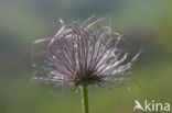 Pasqueflower (Pulsatilla vulgaris)