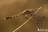 Witpuntoeverlibel (Orthetrum albistylum)