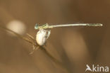 Witte breedscheenjuffer (Platycnemis latipes)