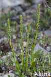 Witte muggenorchis (Pseudorchis albida) 