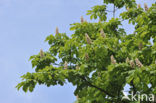 Witte paardenkastanje (Aesculus hippocastanum)