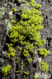 Wolf lichen (Letharia vulpina)