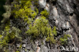Wolf lichen (Letharia vulpina)