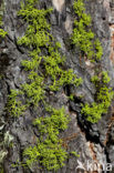 Wolf lichen (Letharia vulpina)