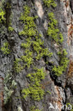 Wolf lichen (Letharia vulpina)