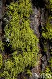 Wolf lichen (Letharia vulpina)